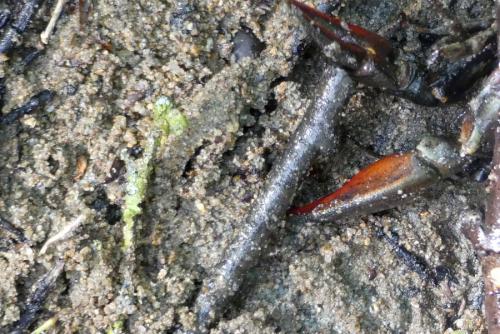 Pacifastacus leniusculus